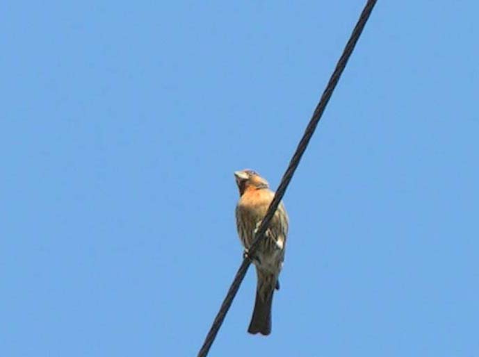 house finch, Carpodacus mexicanus