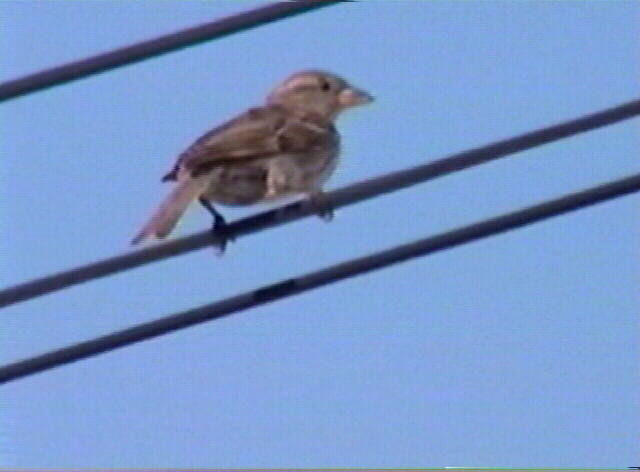 house sparrow, Passer domesticus