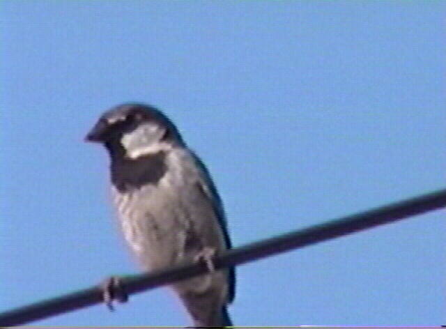 house sparrow
 Passer domesticus