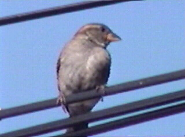 house sparrow
 Passer domesticus