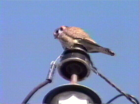 Kestrel, Falco sparverius