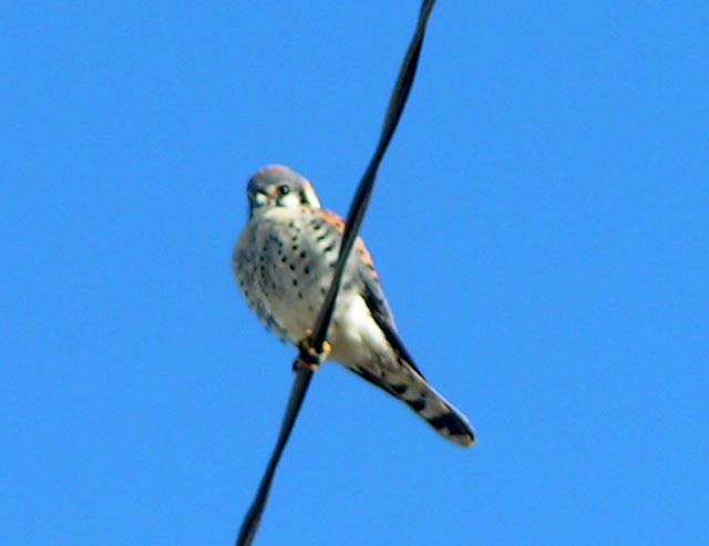 Kestrel, Falco sparverius