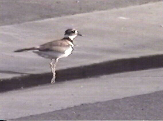 Killdeer, Charadrius vociferus