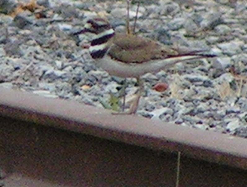 Killdeer, Charadrius vociferus