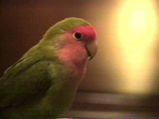 peach-faced lovebird,
Agapornis roseicollis