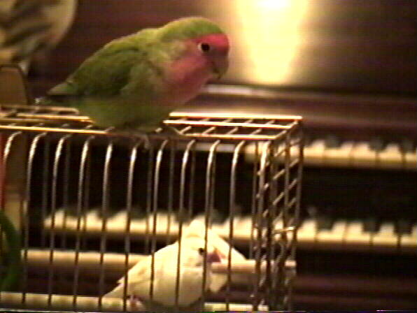 peach-faced lovebird,
Agapornis roseicollis