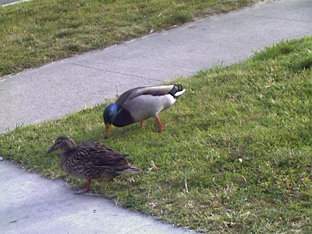 Mallard
Anas platyrhynchos