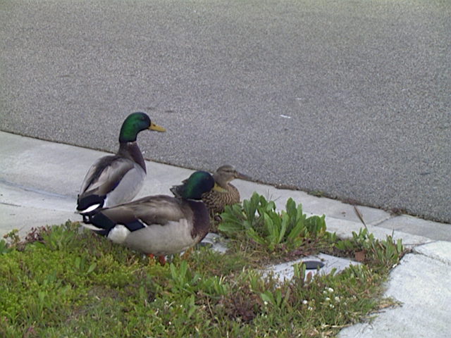 Mallard
Anas platyrhynchos