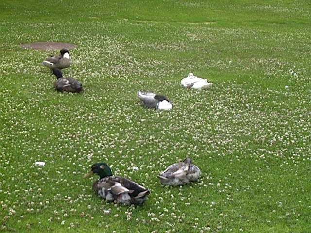 Mallard
Anas platyrhynchos