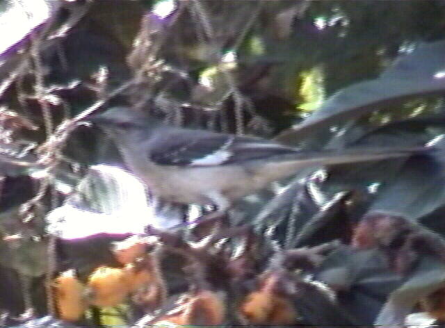 Mockingbird
 Mimus polyglottos