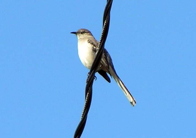 Mockingbird
 Mimus polyglottos