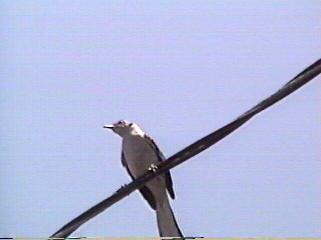 Mockingbird
 Mimus polyglottos