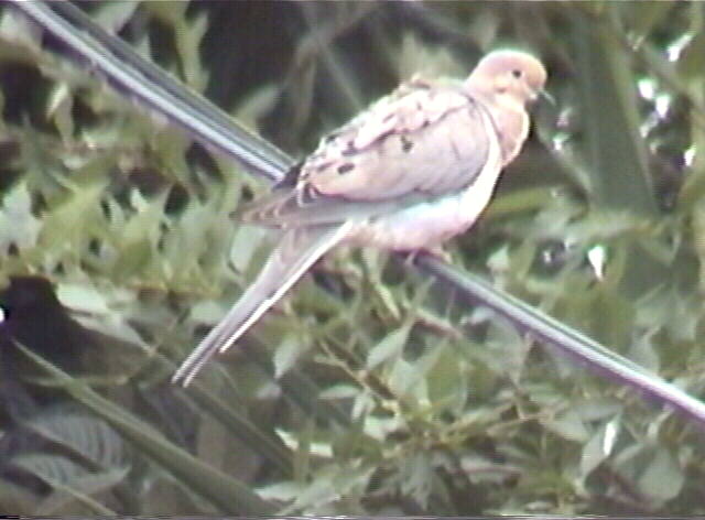 mourning dove, Zenaida macroura