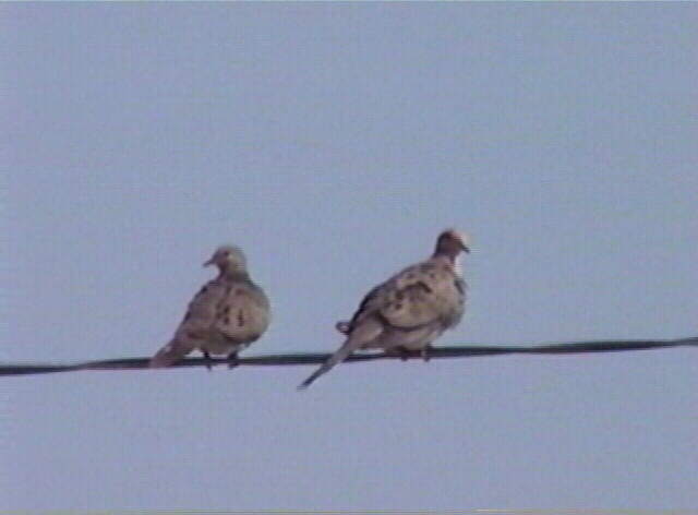 mourning dove, Zenaida macroura