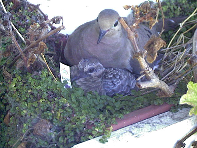 mourning dove, Zenaida macroura