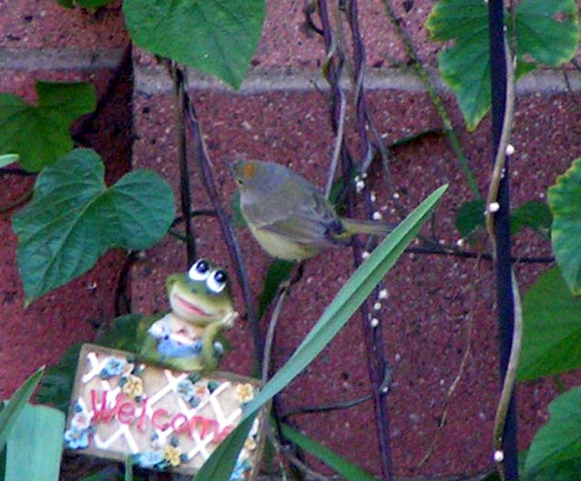 Orange-Crowned Warbler, Vermivora celata