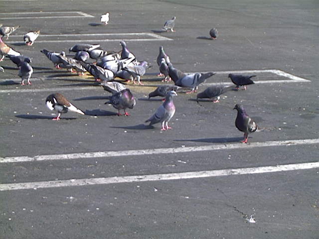 Pigeon
Columba livia