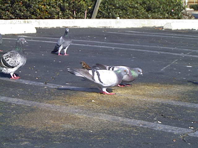 Pigeon
Columba livia