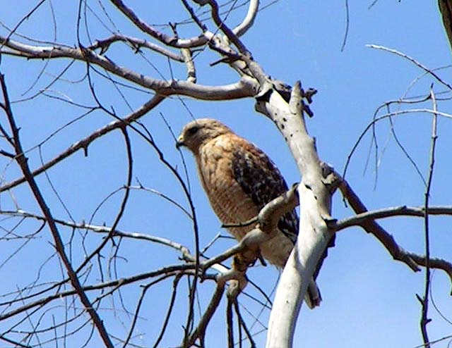 Red-Shouldered Hawk, Buteo lineatus