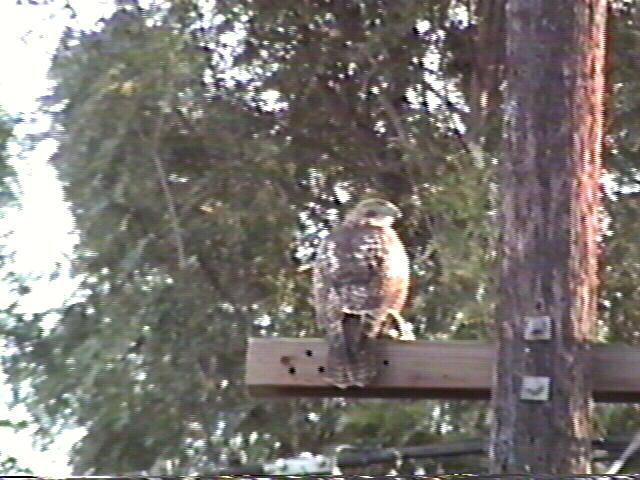 Red-Tailed Hawk
Buteo jamaicensis