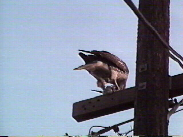 Red-Tailed Hawk
Buteo jamaicensis