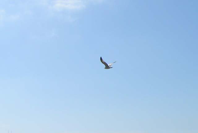 Ring-billed Gull, Larus delawarensis