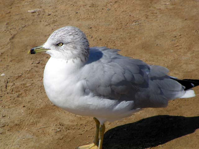 Ring-billed Gull, Larus delawarensis