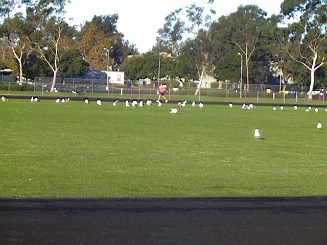 Ring-billed Gull, Larus delawarensis