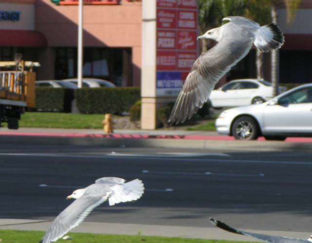 Ring-billed Gull, Larus delawarensis