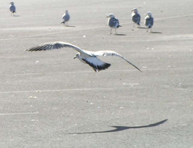 Ring-billed Gull, Larus delawarensis