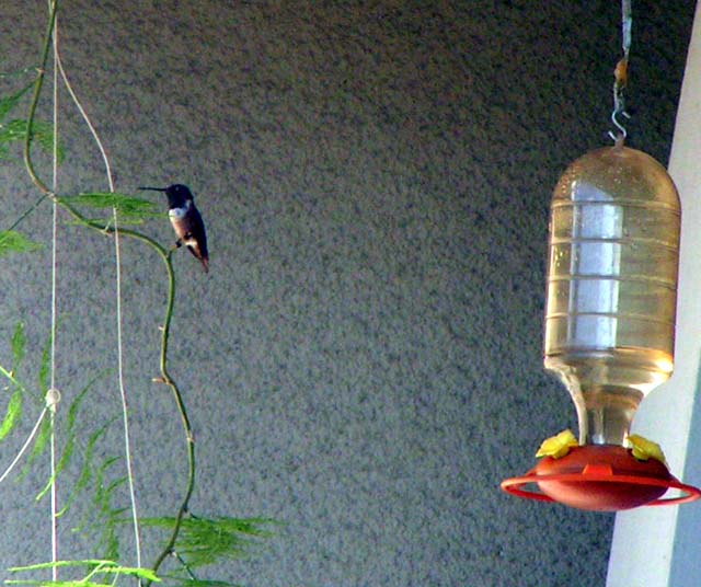 Rufus Hummingbird,Selasphorus rufus