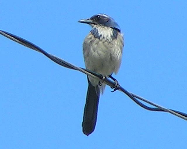 Scrub Jay, Ophelocoma coerulescens