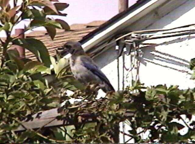 Scrub Jay, Ophelocoma coerulescens