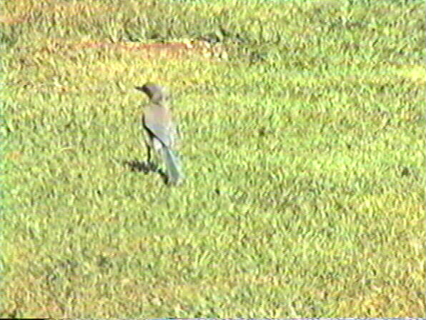 Scrub Jay, Ophelocoma coerulescens