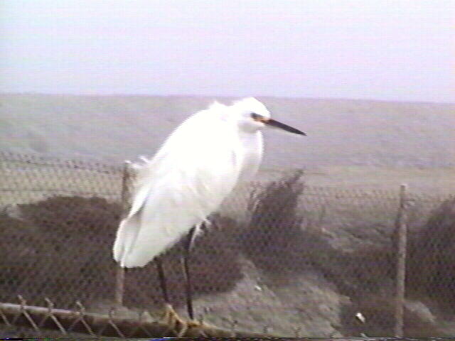 snowy egret, 
Egretta thula