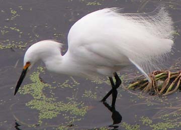 snowy egret, Egretta thula