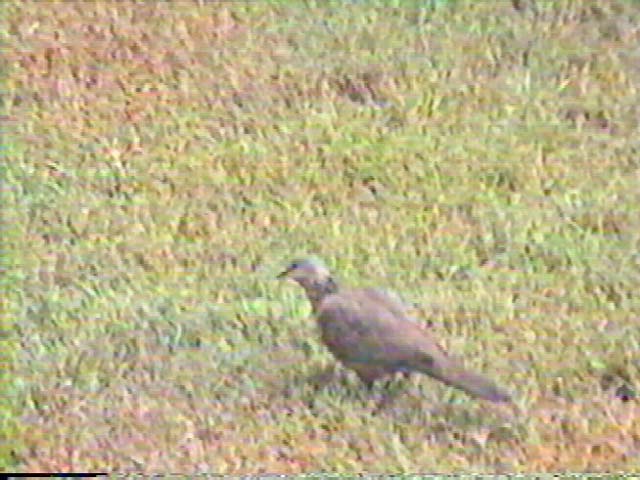 Spotted Dove, Streptopelia chinensis