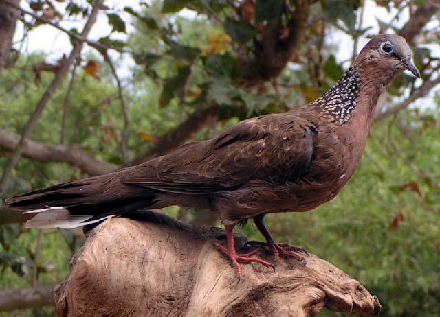 Spotted Dove, Streptopelia chinensis