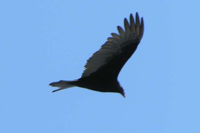 Turkey Vulture, Cathartis aura
