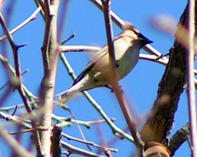 Cedar Waxwing, Bombycilla cedorum