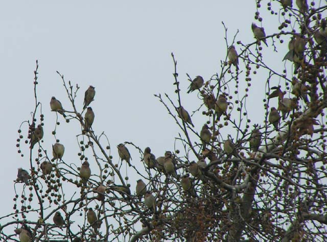 Cedar Waxwing, Bombycilla cedorum