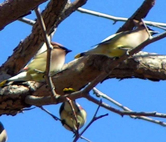 Cedar Waxwing, Bombycilla cedorum