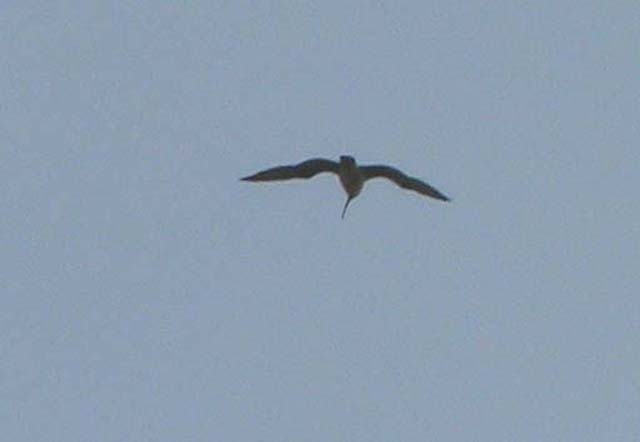 Whimbrel, Numenius phaeopus