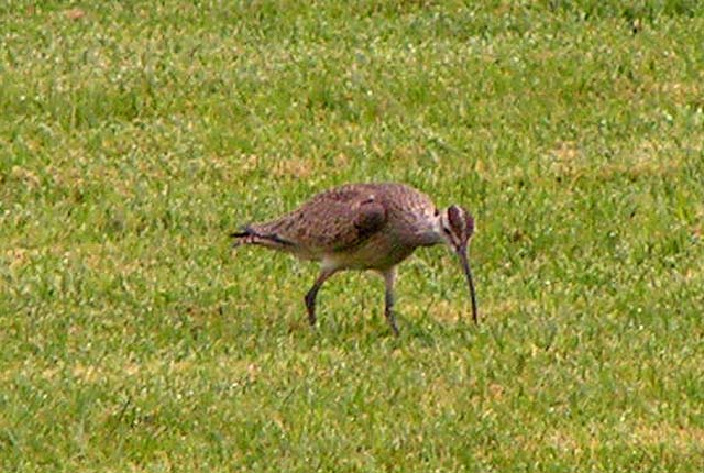 Whimbrel, Numenius phaeopus