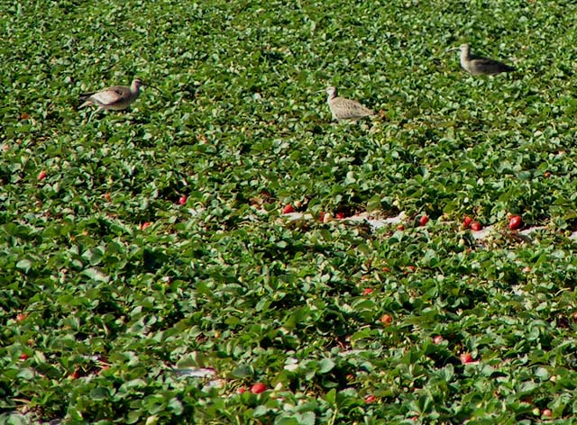 Whimbrel, Numenius phaeopus