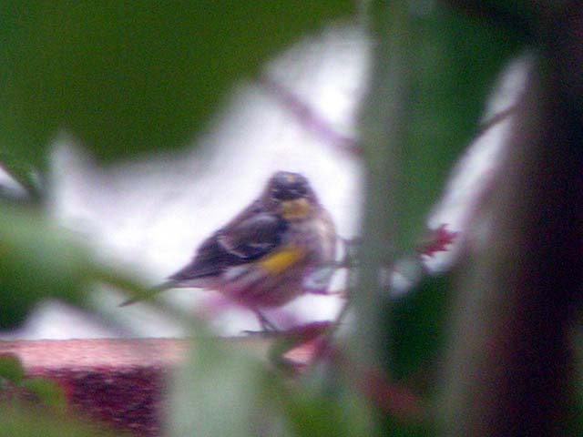 Yellow-Rumped Warbler, Dendroica coronata