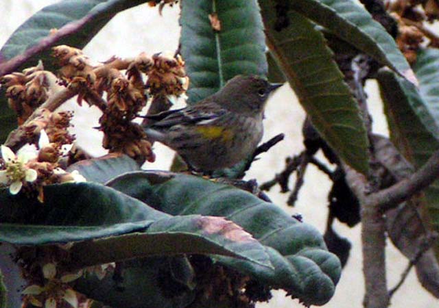 Yellow-Rumped Warbler, Dendroica coronata