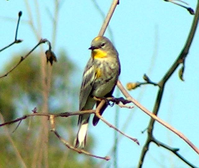 Yellow-Rumped Warbler, Dendroica coronata