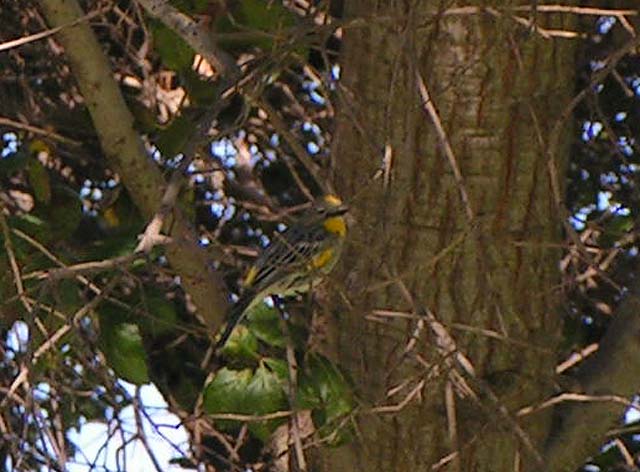 Yellow-Rumped Warbler, Dendroica coronata